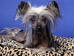 Poppy, Chinese Crested